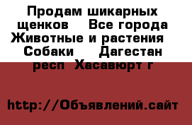 Продам шикарных щенков  - Все города Животные и растения » Собаки   . Дагестан респ.,Хасавюрт г.